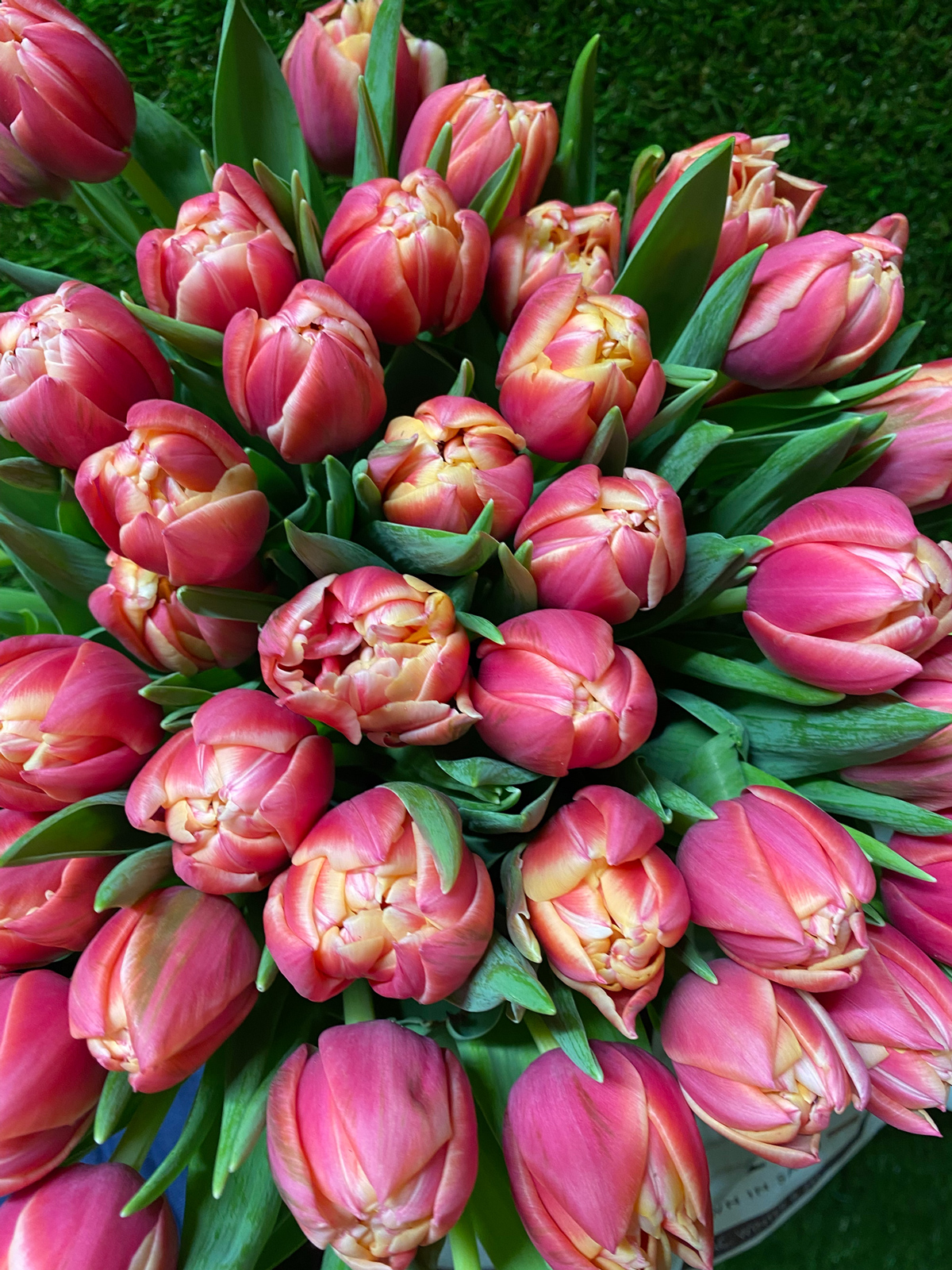Tulpen, Frühling bei Baumgartner am Paulustor